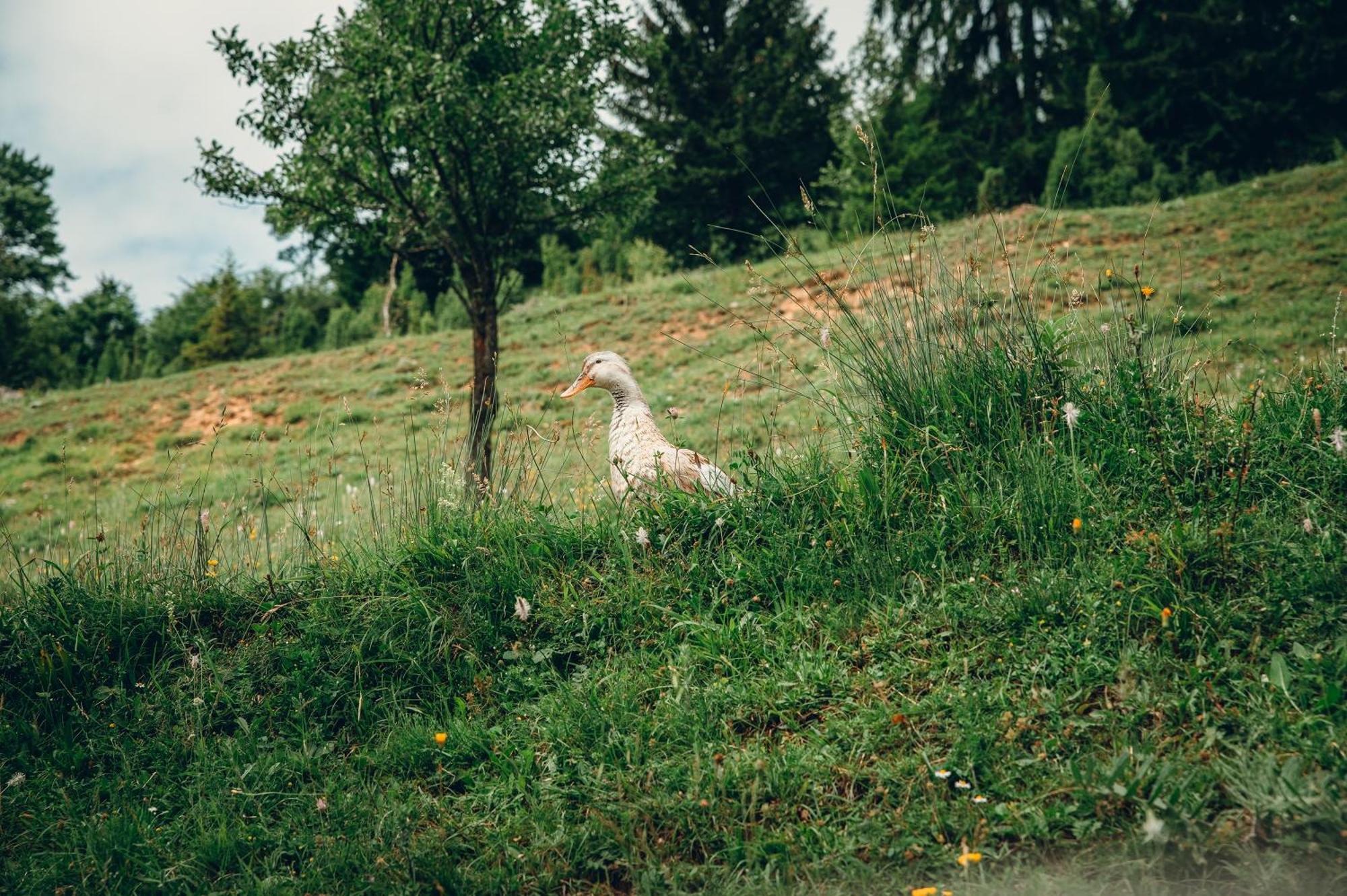 Etno Vodenica Cirovic - Ethno Watermill Hotell Pljevlja Eksteriør bilde